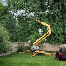 Best Tree Trimming and Pruning  in Franklin Park, NJ