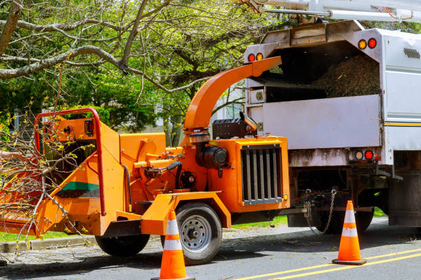 Best Tree Preservation Services  in Franklin Park, NJ