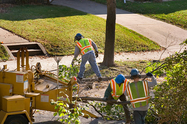 Best Tree Risk Assessment  in Franklin Park, NJ