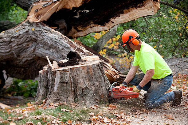 Best Tree Health Inspection  in Franklin Park, NJ