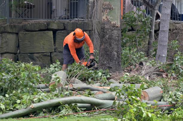 Best Utility Line Clearance  in Franklin Park, NJ