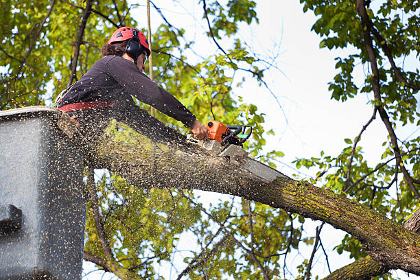 Why Choose Our Tree Removal Services in Franklin Park, NJ?